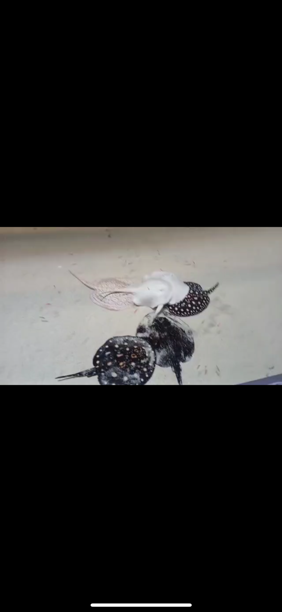 آکواریوم رویای زیر آب (قلهک)