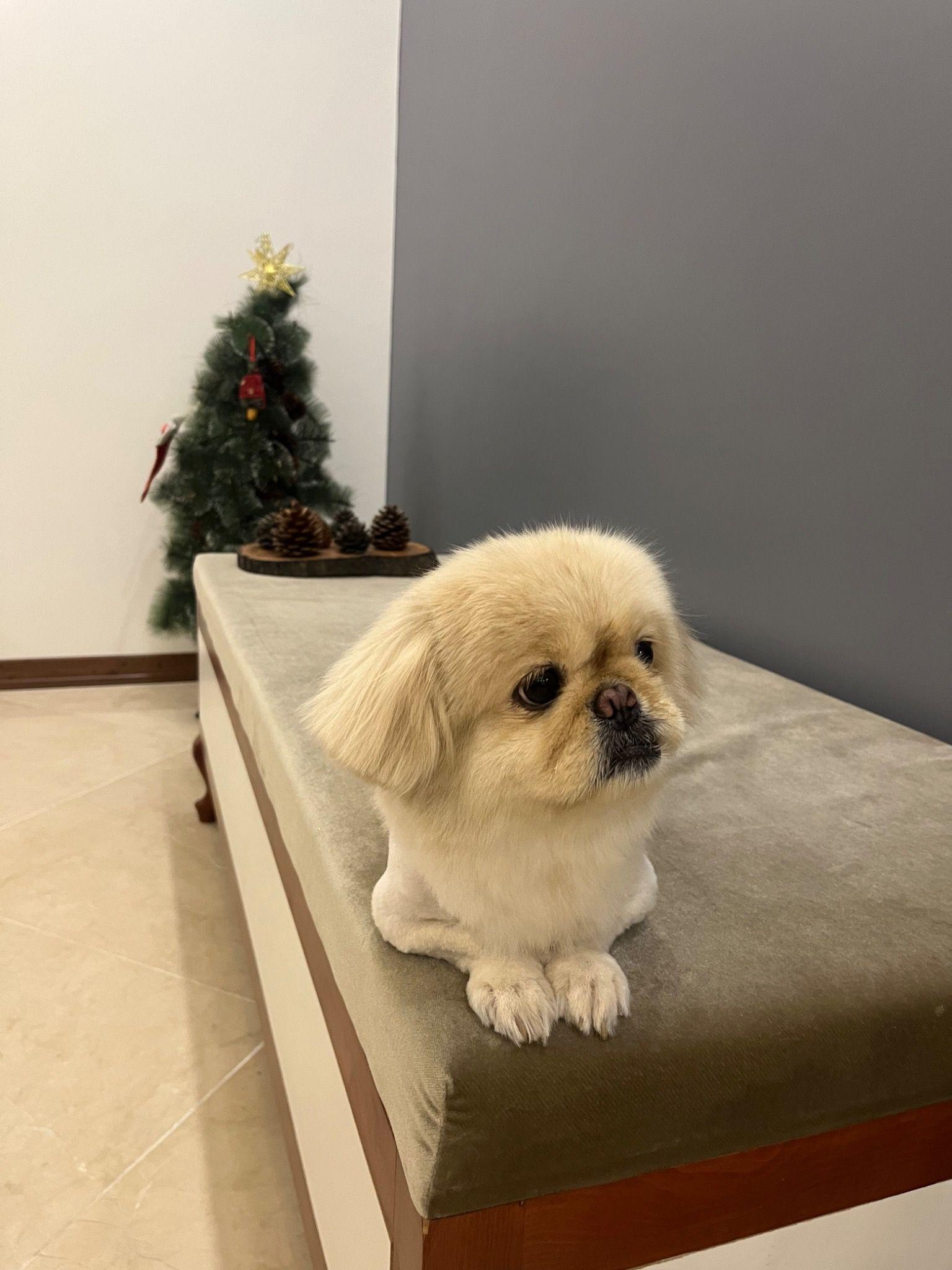 اصلاح و شستشوی حیوانات هانا