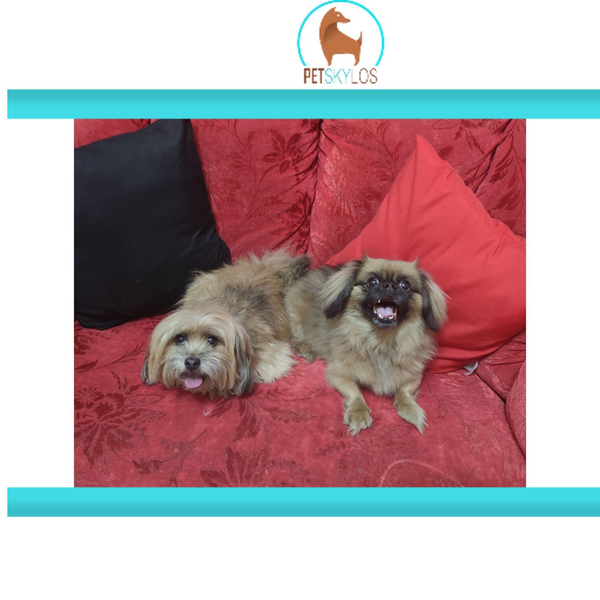 مرکز هتل پانسیون حیوانات خانگی پت اسکایلوس