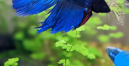 آکواریوم نکتون