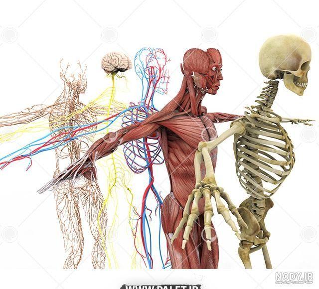 عطاری ساحل کمالشهر