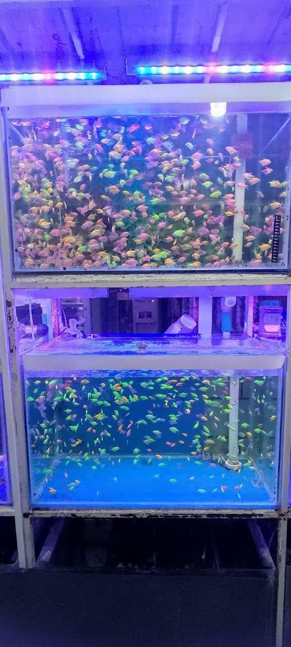 دنیایی ماهی و اکواریوم مهرسام