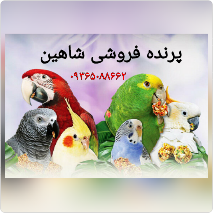فروشگاه پرندگان زینتی کی آرش (قناری.طوطی.مرغ عشق)