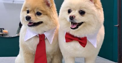 آرایشگاه حیوانات خانگی پاپی کات