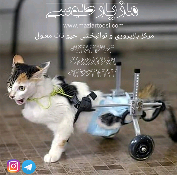 موسسه امداد حیوانات مهربان