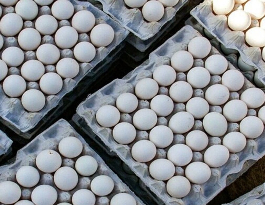 عمده وخورده تخم مرغ