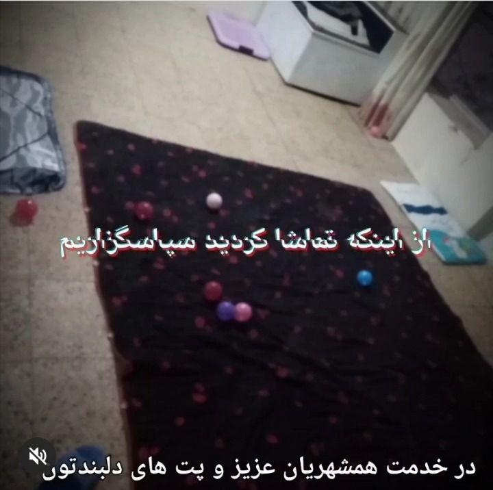 پانسیون خانگی حیوانات  هایکا