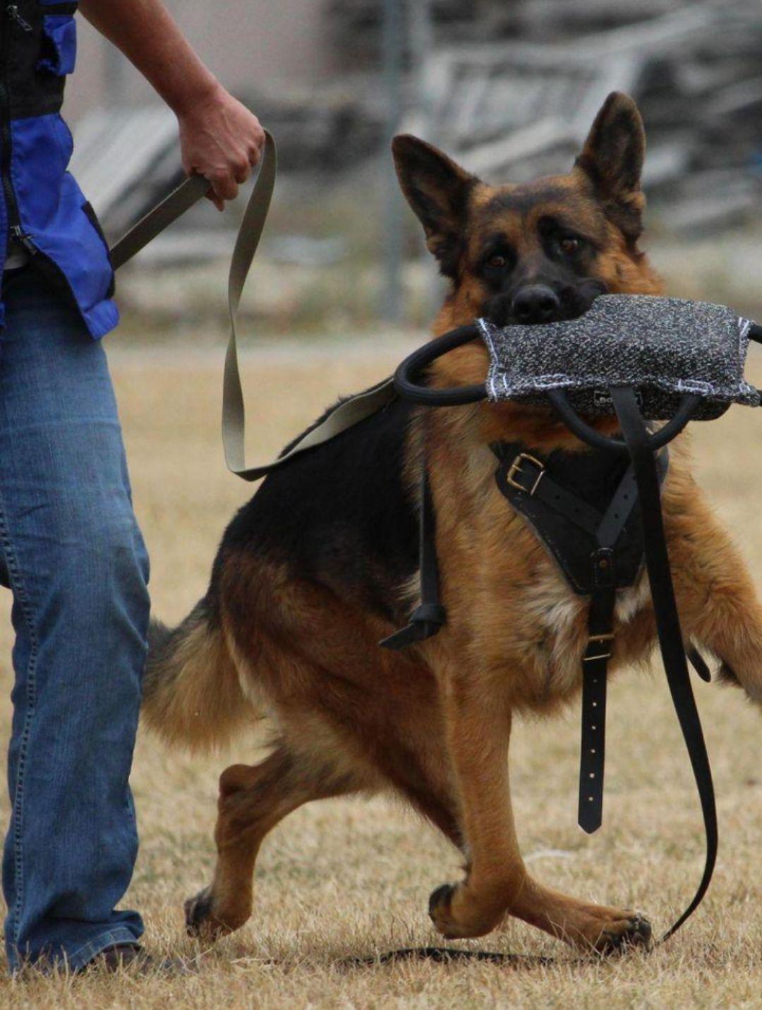 مربی سگ در شیراز آموزش سگ در شیراز تربیت