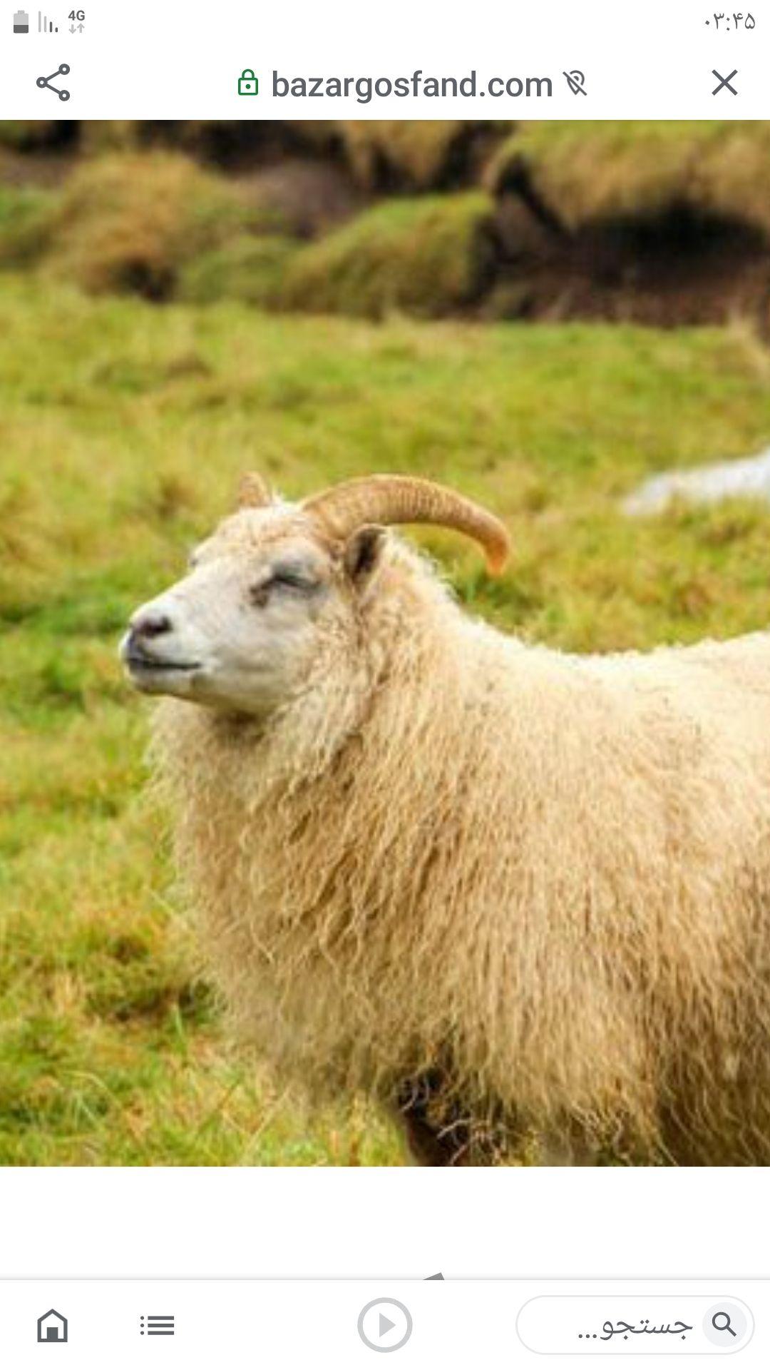 پخش دام و گوسفند زنده