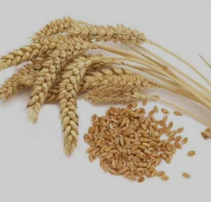 بوجاری گندم و حبوبات برادران عبدالوند