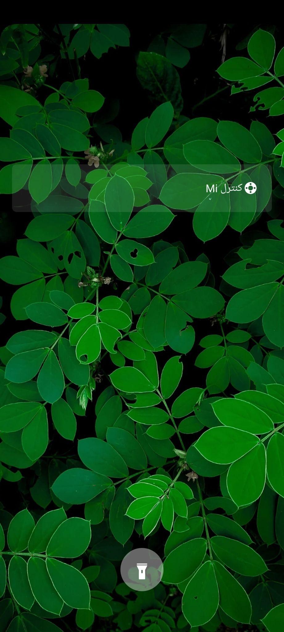 گل و گیاه مزرعه