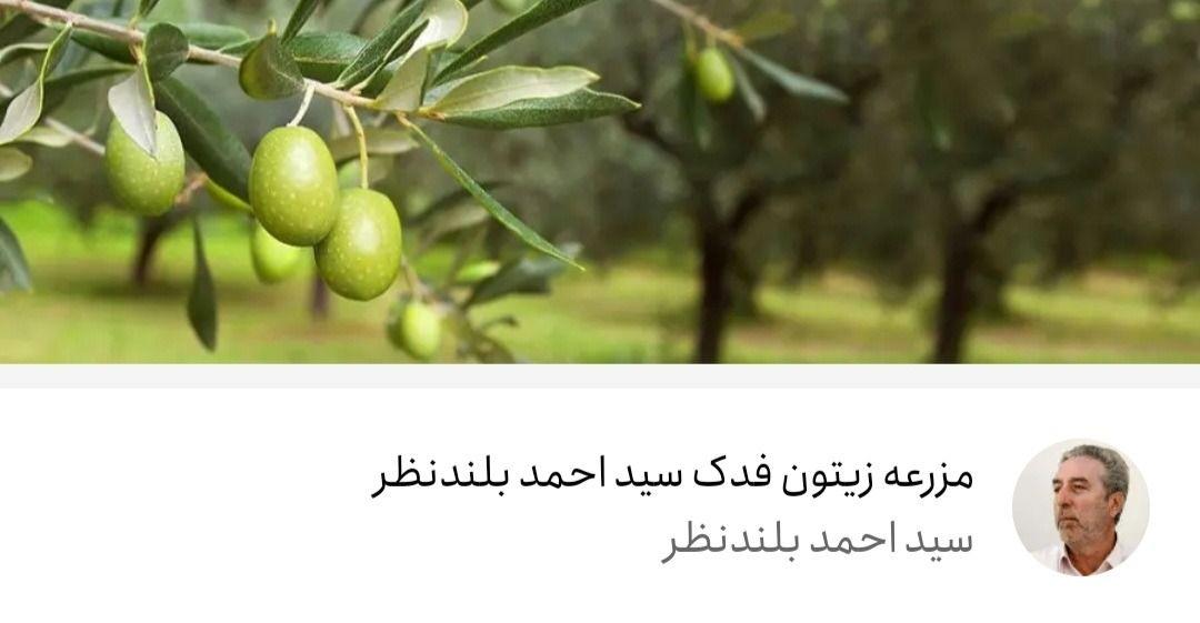 مزرعه زیتون فدک