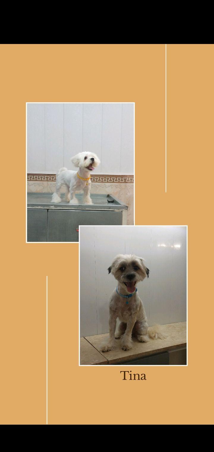 آرایشگر حیوانات خانگی لوازم پت شاپ،کلینیک دامپزشکی دکتربهاری،اصلاح،پیرایش و شستشوی سگ و گربه