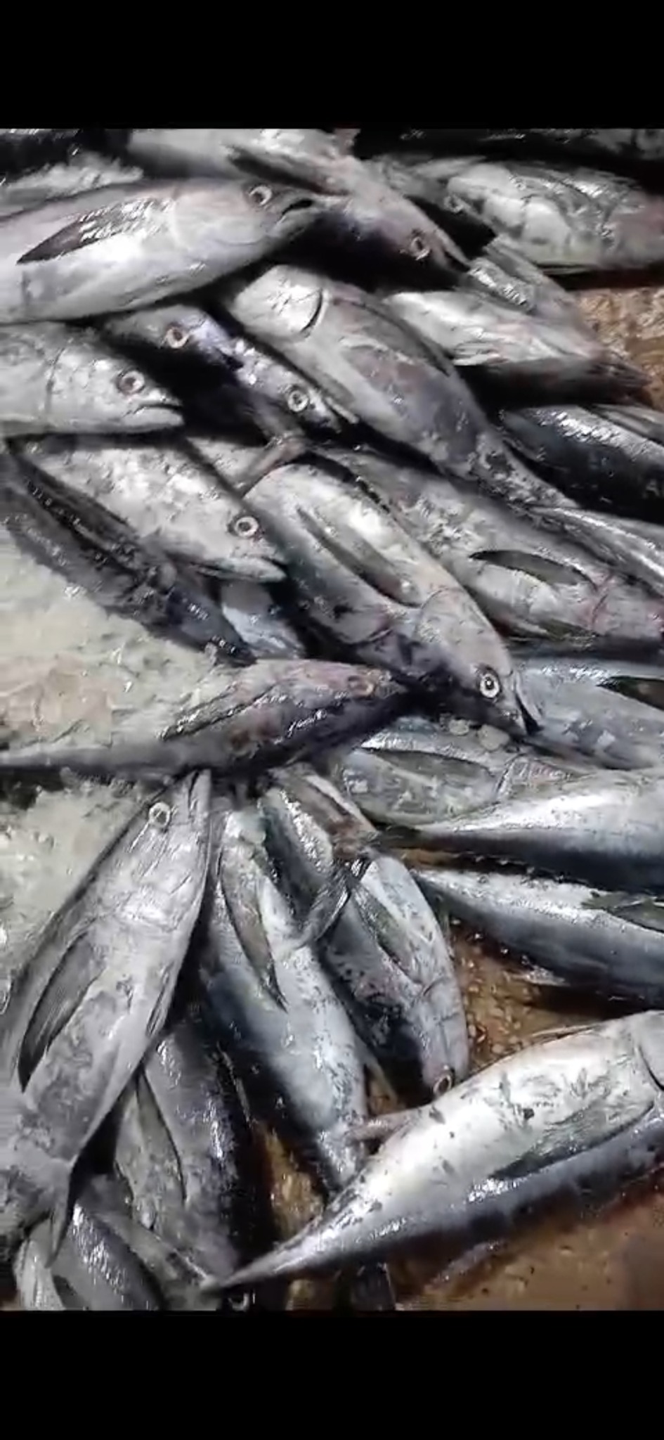 خرید فروش ماهی صنعتی گیدر هوورمیهن دوست