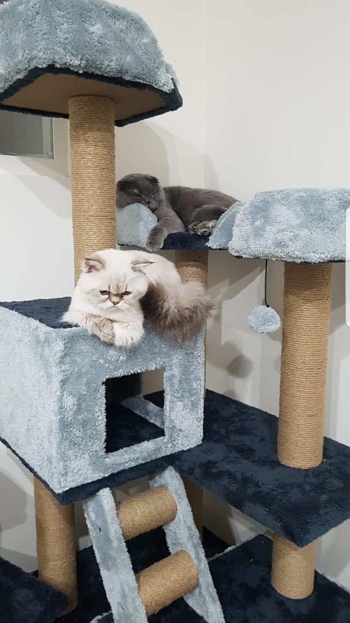 پانسیون خانگی گربه