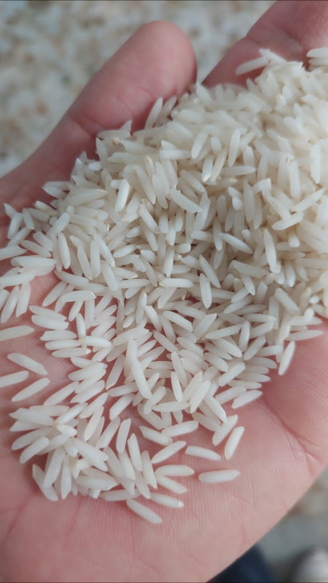 برنج صدری هاشمی میانه