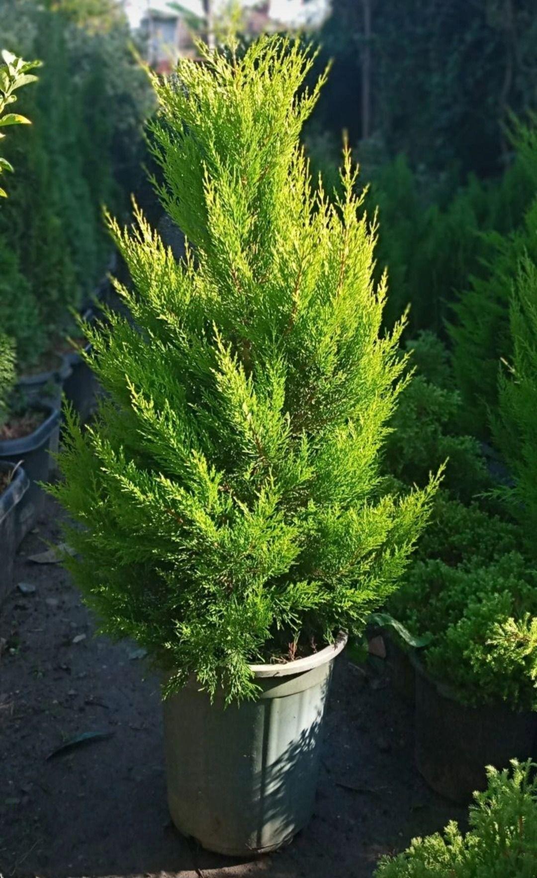 گلکده حیاط من و تو