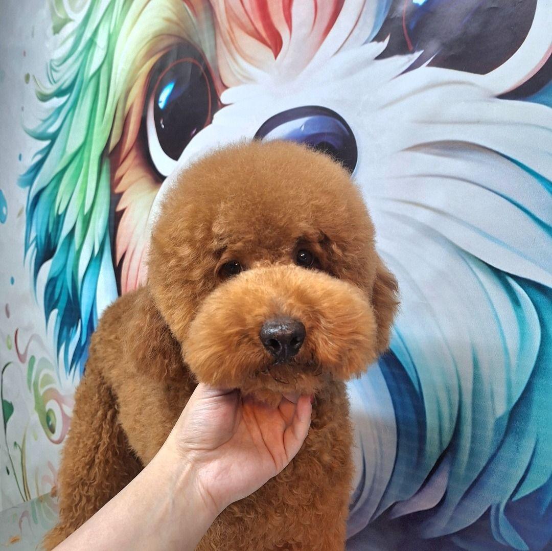 آرایشگاه حیوانات خانگی شمس