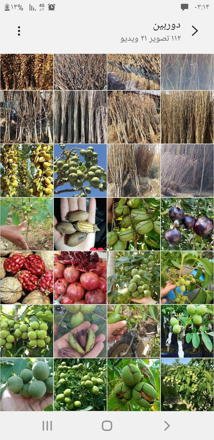 نهال فروشی مرندی