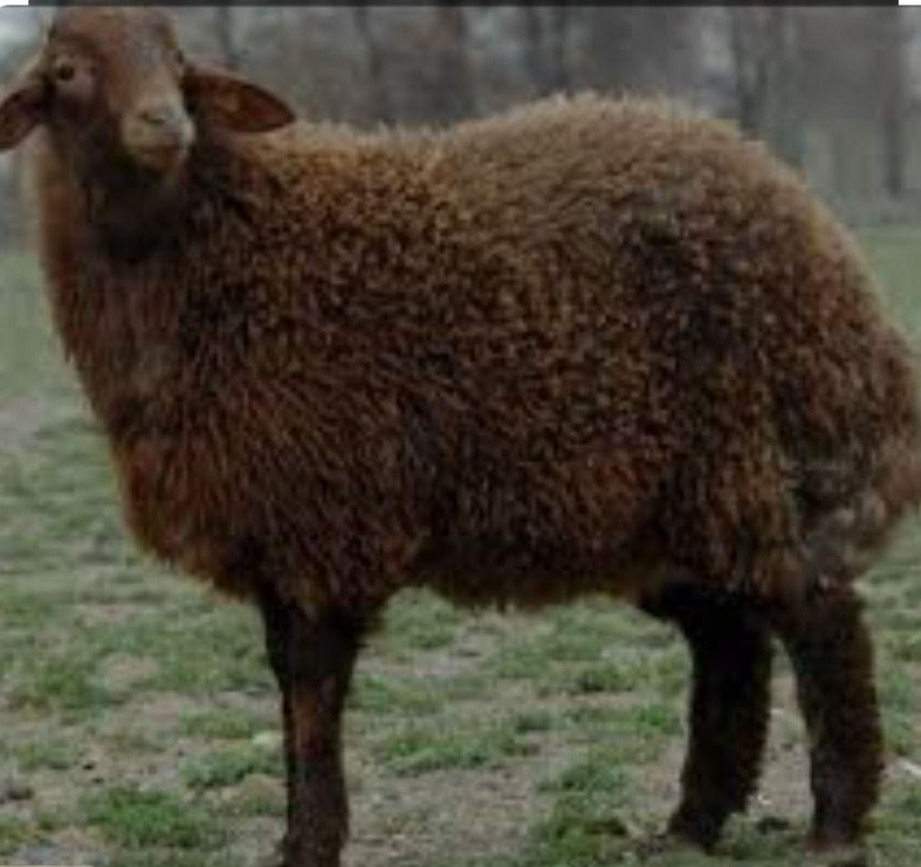 دامپروری گوسفند (دام مولد)