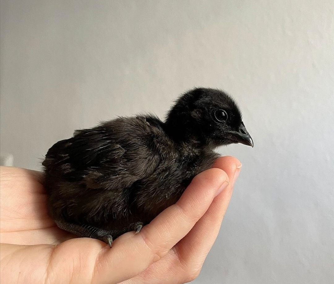 شرکت دایا تجارت طیور