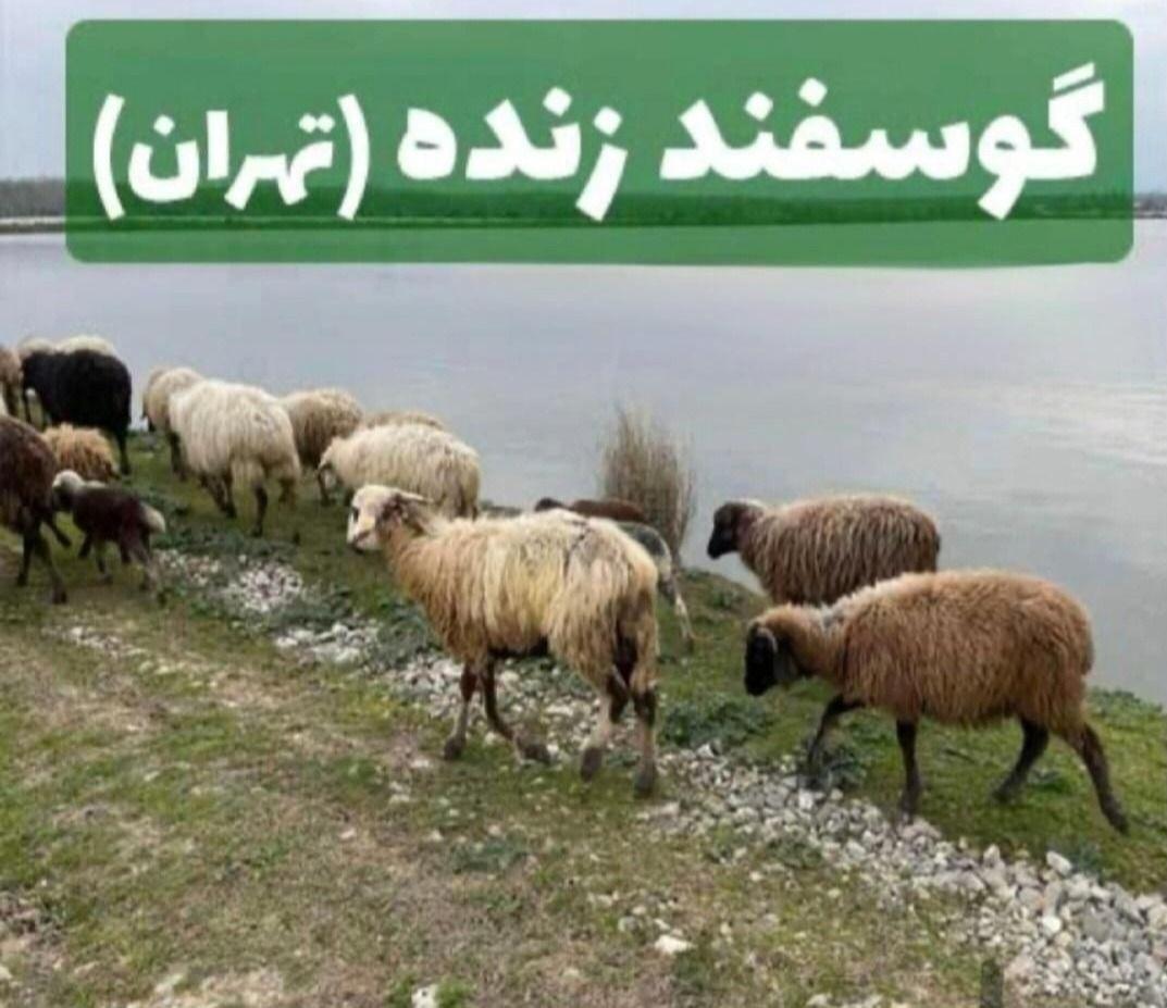 گوسفند دام زنده بهداشتی  تهران با قصاب س