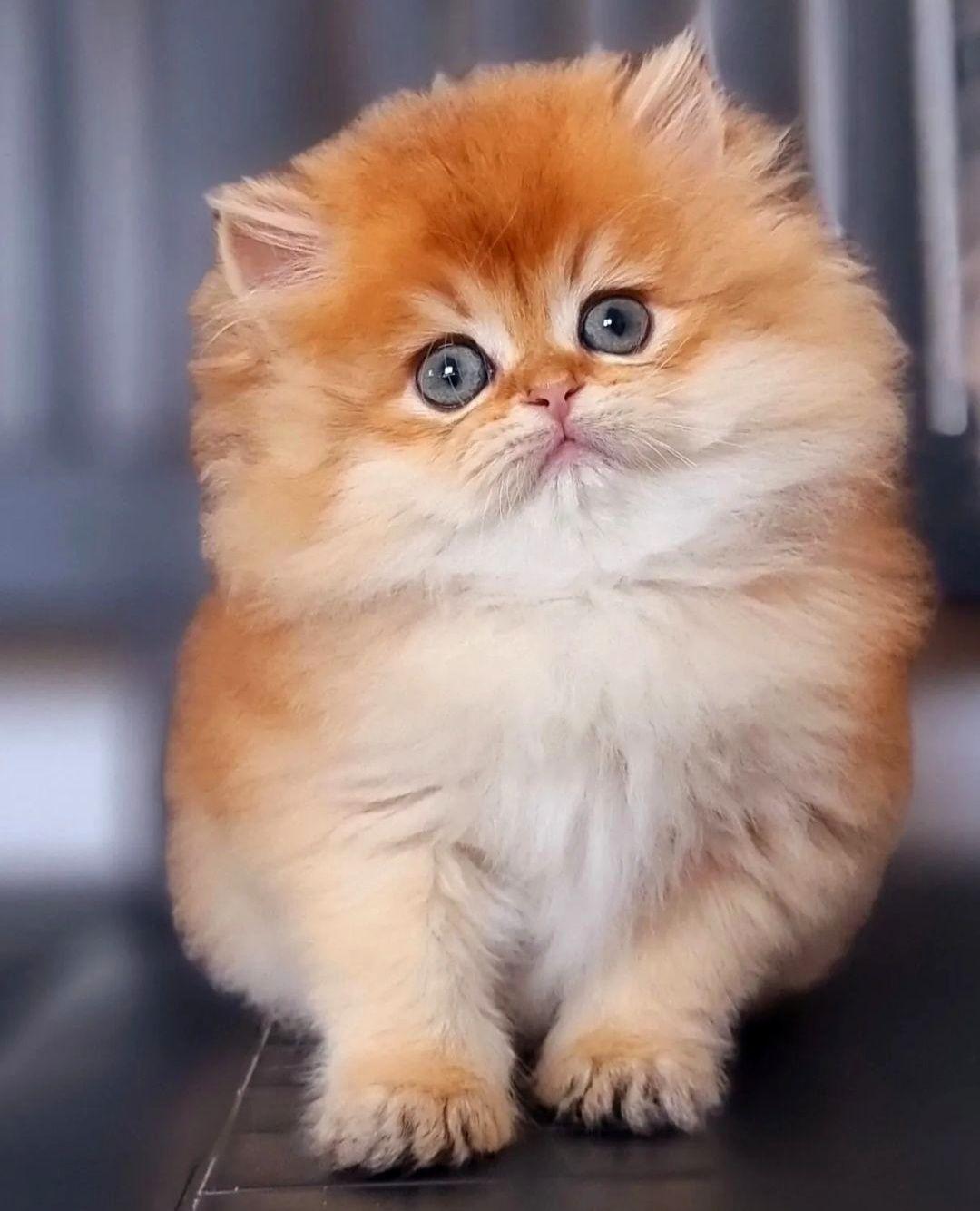 فروش گربه خانگی هایپرکت ایران، پت شاپ