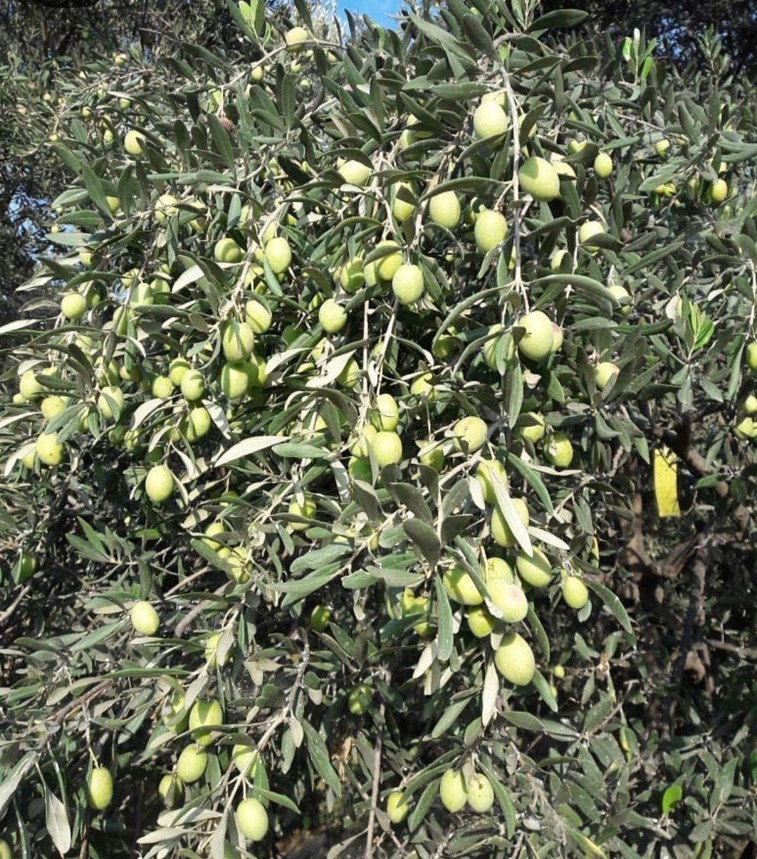 زیتون فروش معدنچی