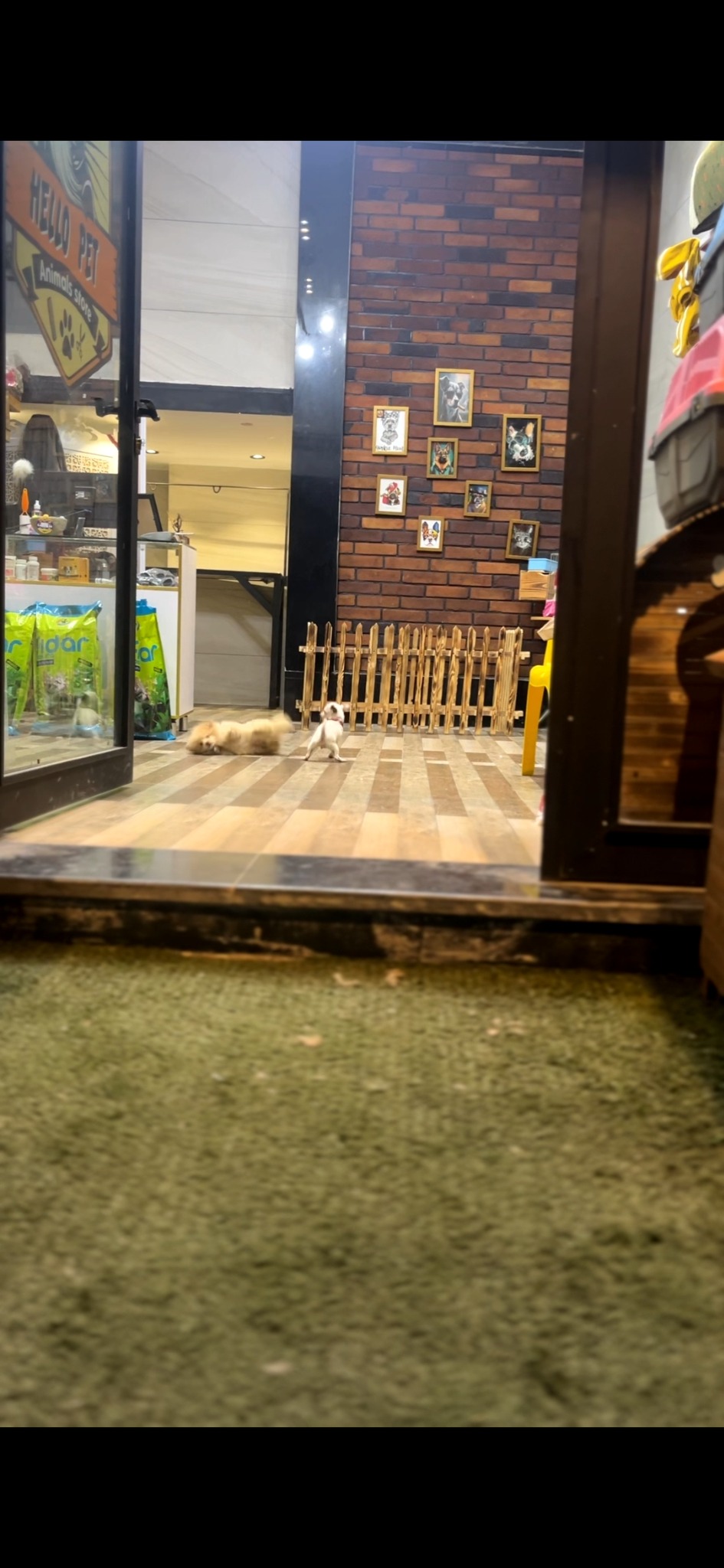 اصلاح و شستشو حیوانات خانگی هلو پت