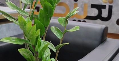 تک پنجره اردانی