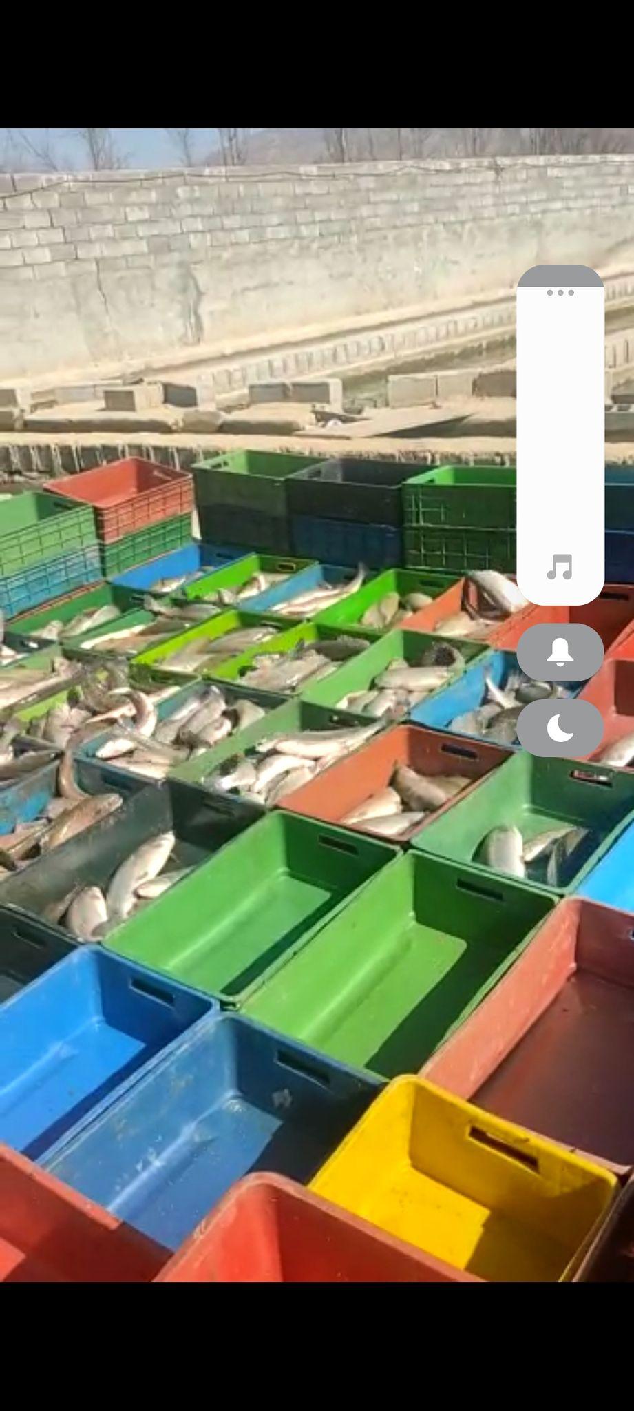 پرورش ماهی قزل الای رنگین کمان